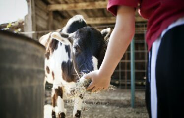 Cropped Image Of Man Feeding Cow At Farmhouse