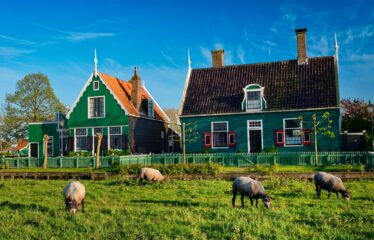 Sheeps grazing near farm houses in the museum village of Zaanse